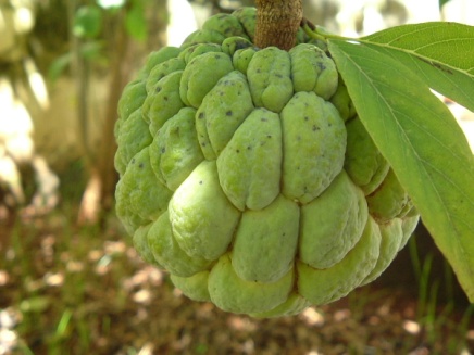 1200px-Ata_Sugar-apple_Pinha_Fruta_do_conde.jpg