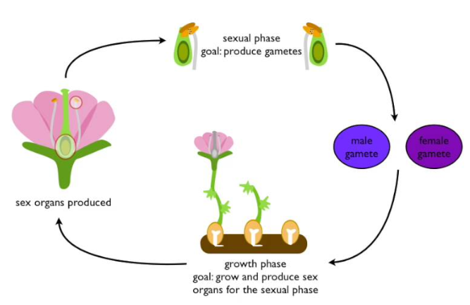  Plant Life Cycle And Alternation Of Generation W3schools