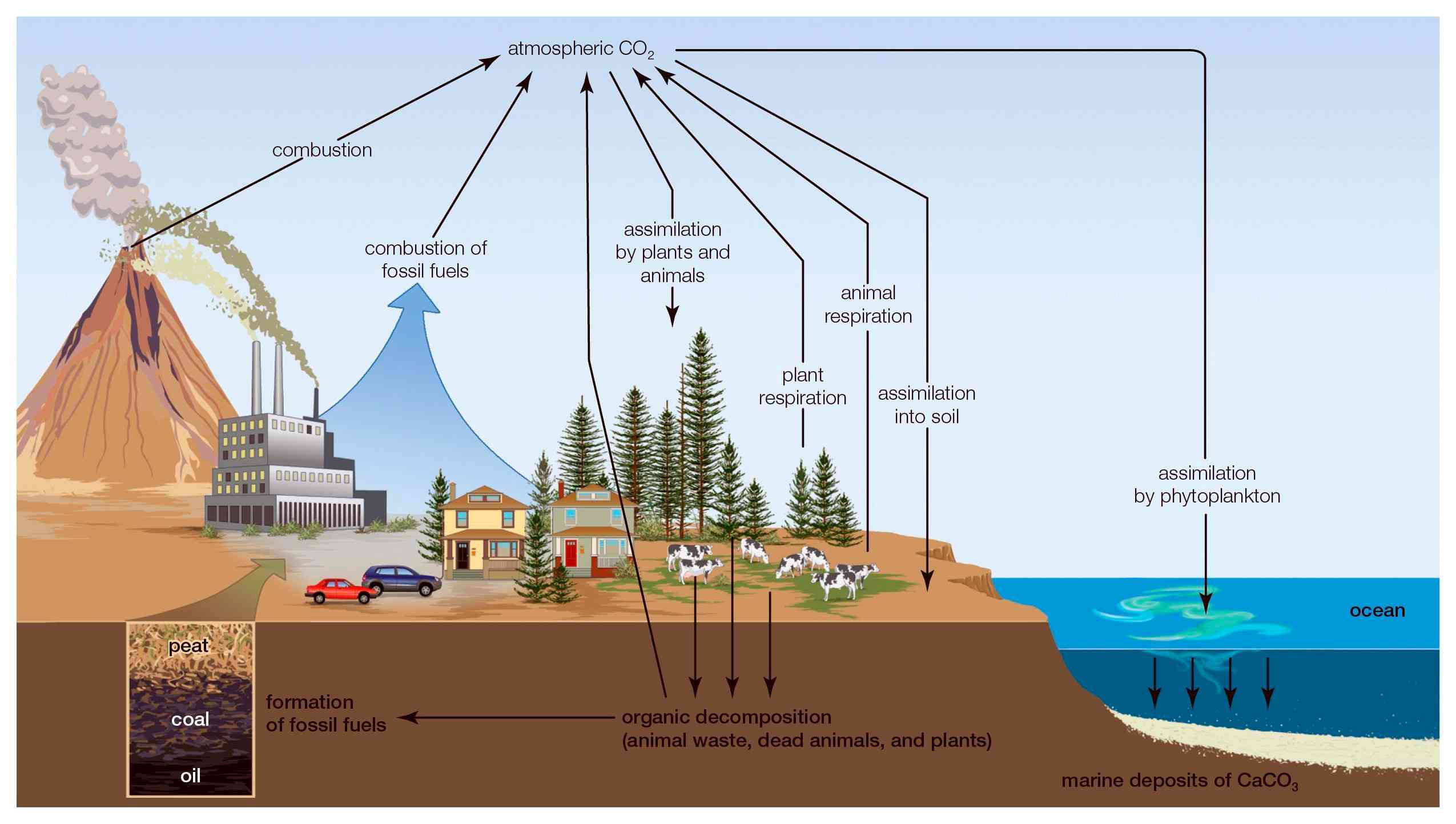 Nutrient Cycles carbon And Phosphorous W3schools