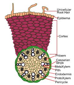 dicot-root-epiblema-top-section.jpeg