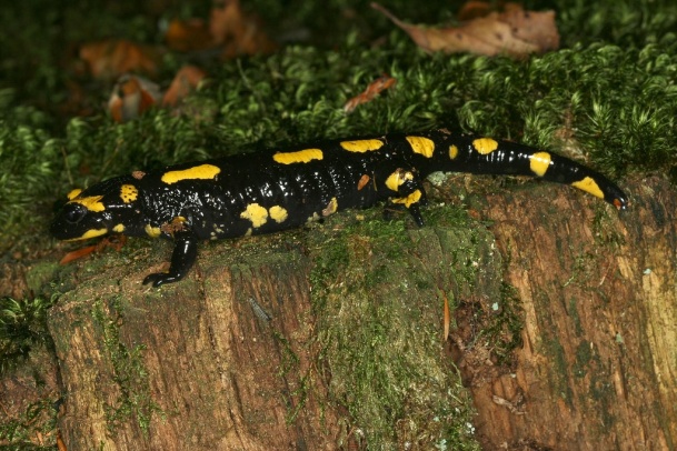 Image result for Salamandra flickr