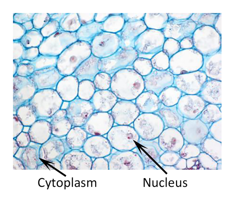 Permanent Tissue - W3schools