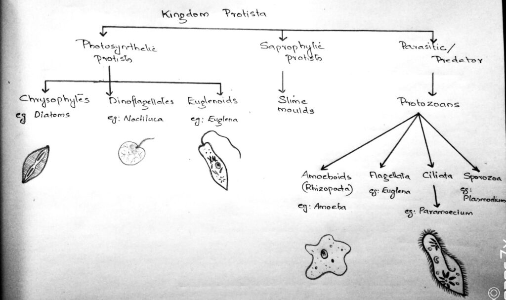 Kingdom Protista - W3schools