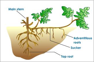 sucker-vegetative-propagation.jpeg