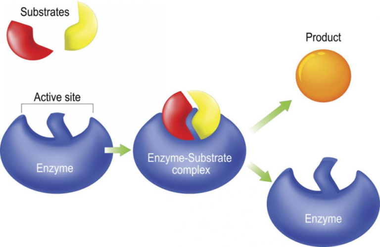 new research on enzymes