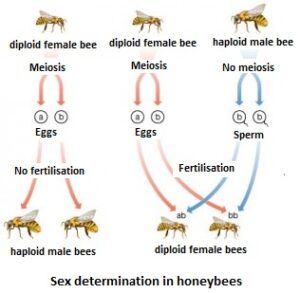 Sex Determination in Honeybees - W3schools