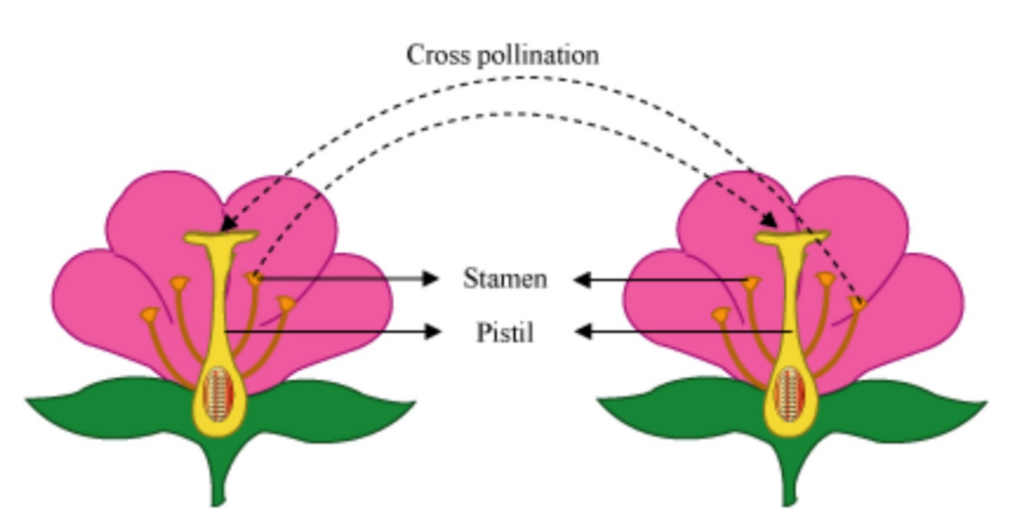 Examples of pollination - W3schools