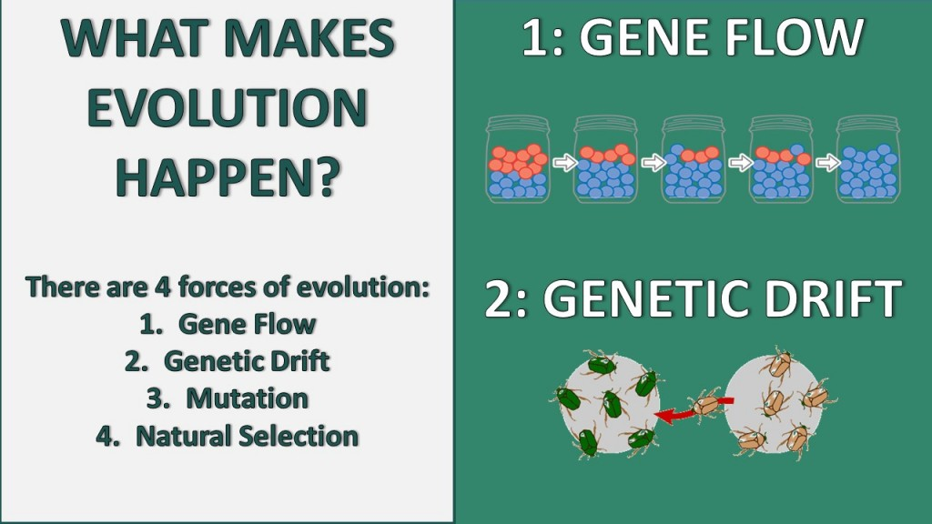 Gene Flow And Genetic Drift W3schools