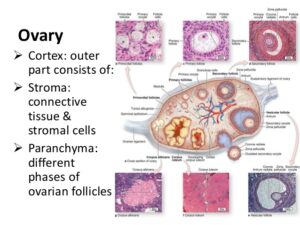 Anatomy of Testis and Ovary - W3schools