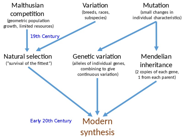 What Is The Meaning Of Synthetic Theory Of Evolution