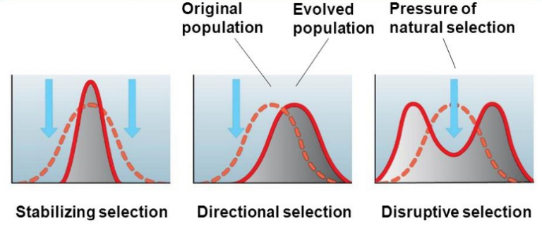 types-of-natural-selection-w3schools