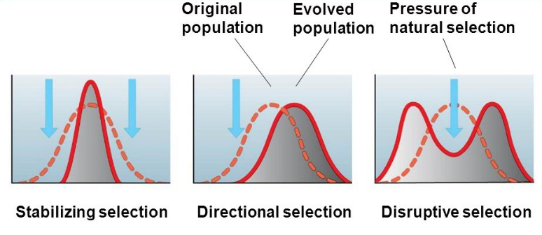 Types Of Natural Selection W3schools