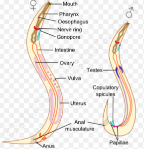 Phylum: Aschelminthes - W3schools