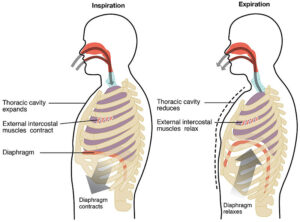 Mechanism of Breathing and its Regulation in Humans - W3schools