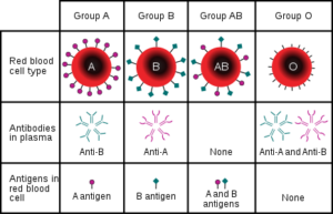 Blood Groups - W3schools