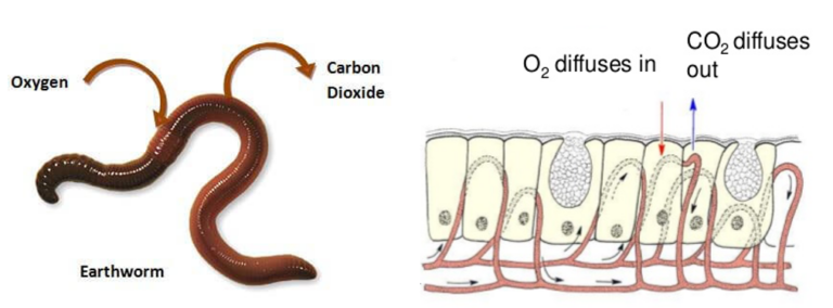 Earthworm Anatomy - W3schools