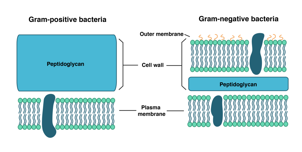 Image result for prokaryote cell wall structure