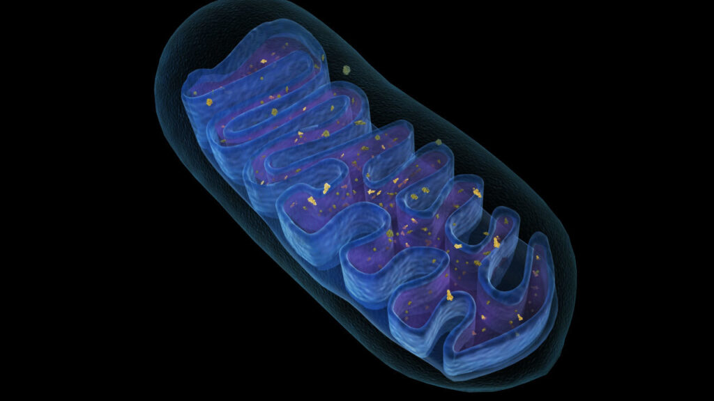 mitochondria-w3schools